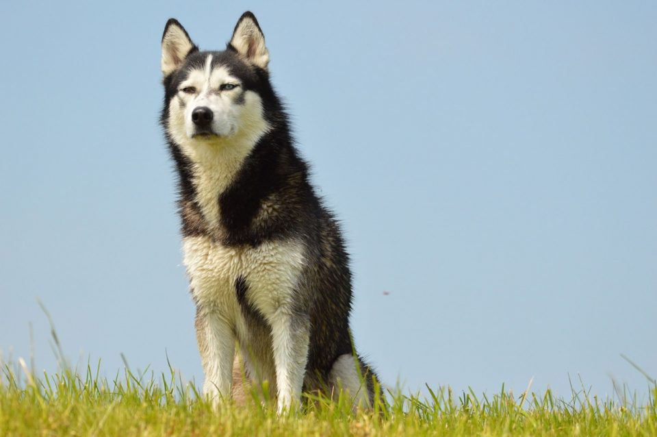 malamute de l'Alaska